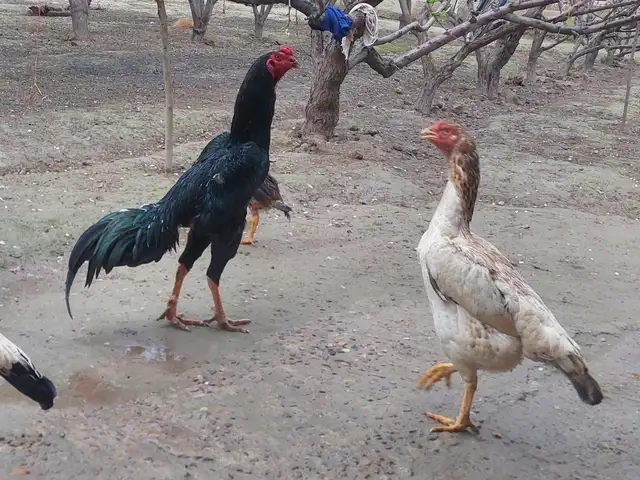 Хуруз, Ҷалолиддин Балхӣ (Румӣ)