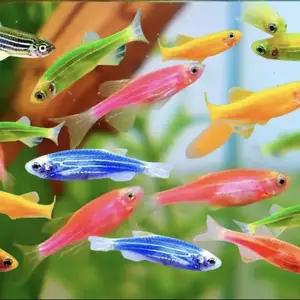 Рыбки Danio, Худжанд