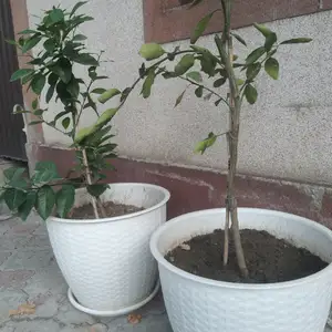 Гули хонаги, Душанбе