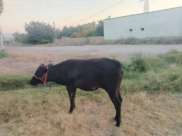 Гуночин, Худжанд