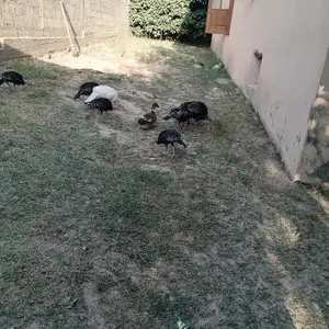 Мург, Душанбе