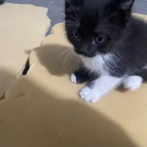 Кошка чёрная, Рудаки