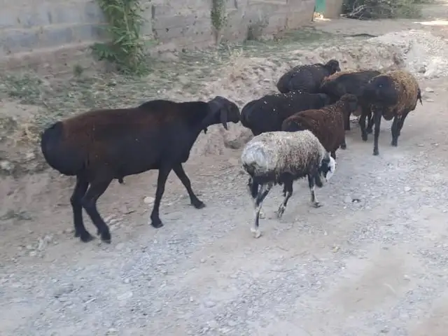 Кушкор, Рашт