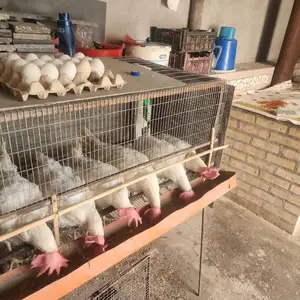 Мургҳои тухми, Хуҷанд