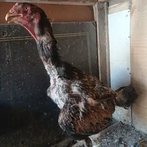 Мокиёони дакан, Варзоб