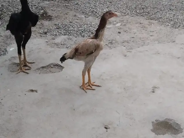 Дакан, Душанбе