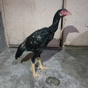 Дакан, Хуҷанд