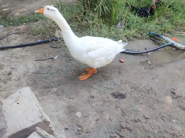 Гоз, Дӯстӣ (Ҷиликул)