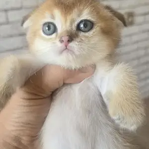 Шотлaндcкие золотые котята, Душанбе