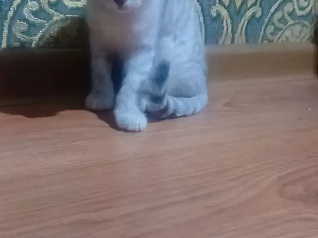 Кошка шотландская, Душанбе