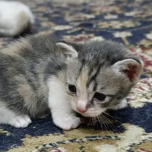 Котята, Худжанд