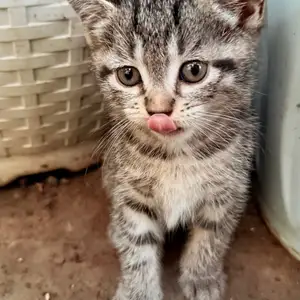 Шотландские вислоухие котята, Вахдат
