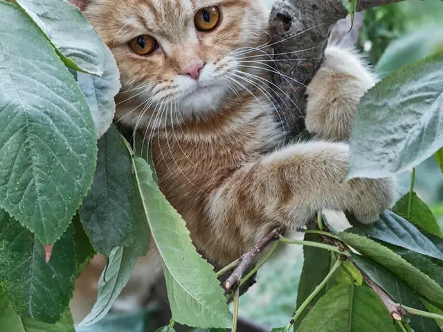 Кошка для вязки, Худжанд