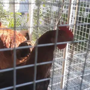 Хуруси корейский, Худжанд