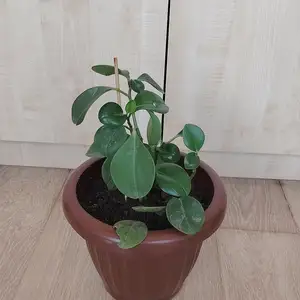 Денежное дерево, Душанбе