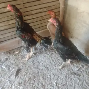 Даканг хуруз, Хуҷанд
