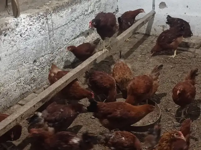 Мург, Хуҷанд