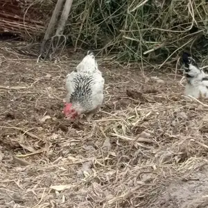 Чучаи рябушка, Абдурахмони Джоми