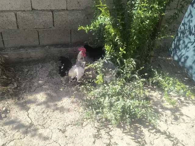 Хурус японча, Душанбе