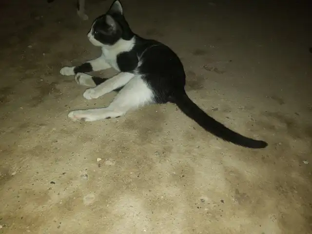 Котятки, Душанбе