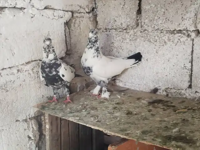 Кафтар, Гиссар