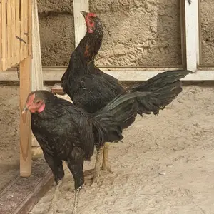 Хурузи чалуш, Душанбе