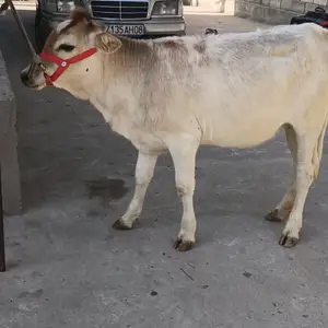 Гуночин карпат, Гиссар