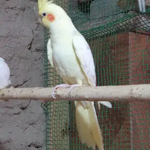 Карелла, Худжанд
