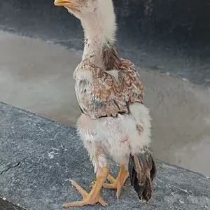 Дакан Чуча, Хуҷанд