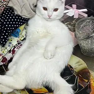 Шотландская вислоухая кошка, Душанбе