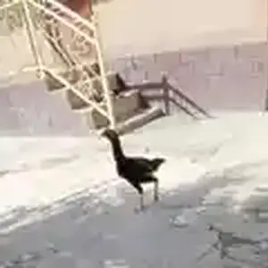 Дакан, Душанбе