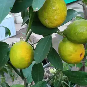 Дерево Лимона, Душанбе