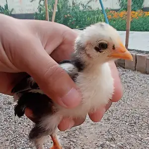 Чучаи Японча, Душанбе