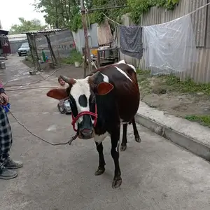 Гов, Гиссар