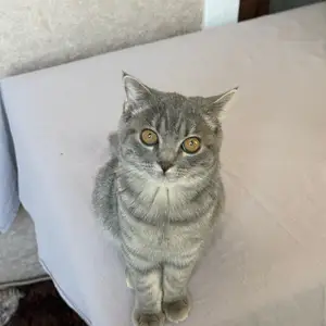 Породистый котенок девочка, Душанбе