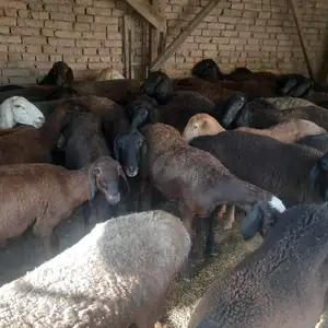 Гусфанд, Вахдат