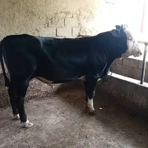 Бука, Гиссар