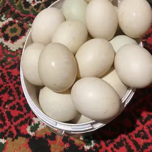 Тухми мургоби, Панҷакент