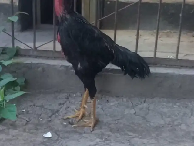 Дакан, Душанбе