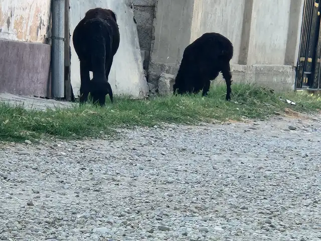 Як сар гуспанд 2 зой, Душанбе