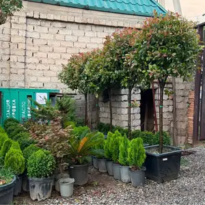Дарахтони Ороиши, Душанбе
