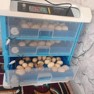 Инкубатор, Рудаки