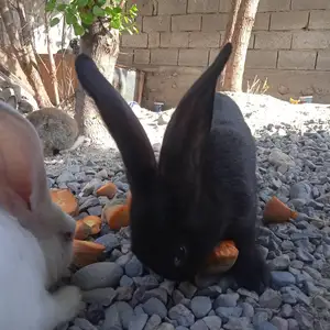 Кролик, Душанбе