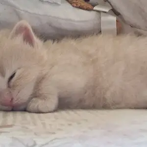 Котята, Худжанд
