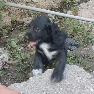 Собака, Душанбе