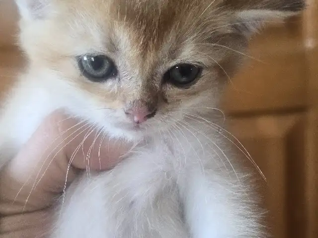 Шотлaндcкие золотые котята, Душанбе - 4