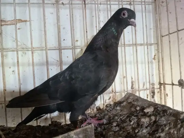Голубь, Вахш