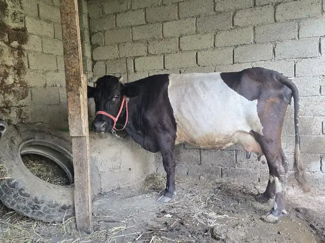 Гови ҷушо, Турсунзаде