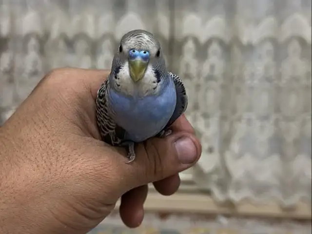 Попугай, Душанбе