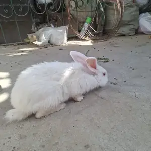 Кролик, Душанбе